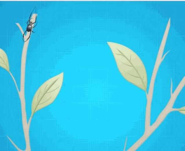 蜘蛛織的網(wǎng)會(huì)網(wǎng)住蜘蛛嗎，蜘蛛拉的網(wǎng)破后，還把網(wǎng)吃掉嗎？圖5