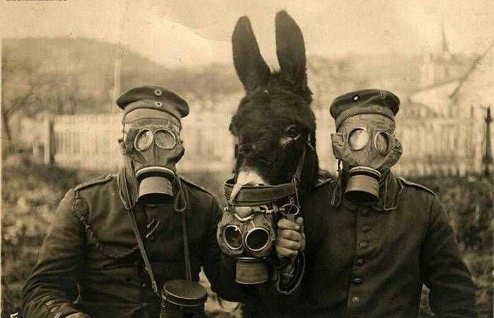 人們從哪種動物身上發(fā)明防毒面具呢