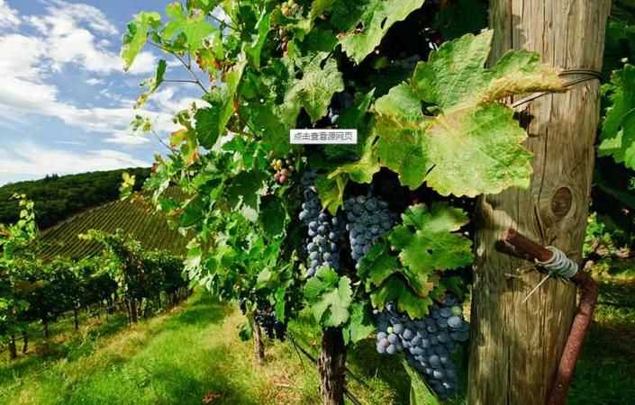 卡納是什么意思