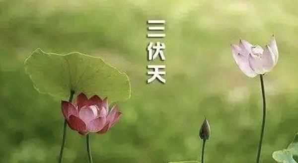 三伏天是幾號(hào)開(kāi)始幾號(hào)結(jié)束,三伏天是從哪一天開(kāi)始到哪一天結(jié)束圖2