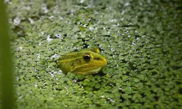 青蛙呱呱鳴叫是秋天的什么