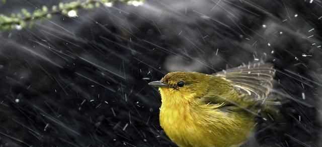 要下雨了都有哪些動(dòng)物表現(xiàn)要下雨了