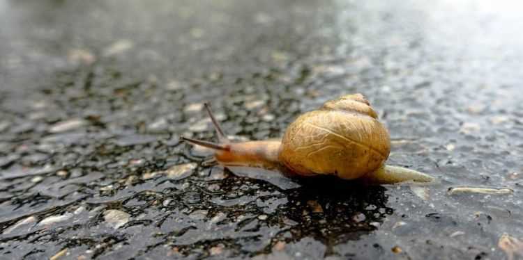 下雨的時(shí)候呢些動(dòng)物會(huì)表示下雨的動(dòng)作嗎