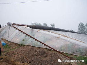 大棚卷簾機(jī)的安全使用知識