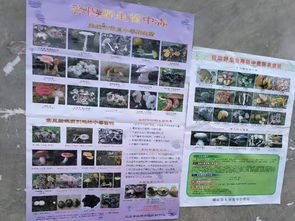 食用野生菌安全知識宣傳活動