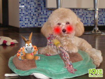 喂小狗的安全知識