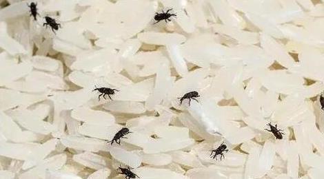 大米生蟲子處理小訣竅