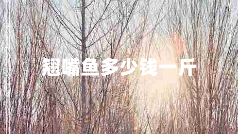 翹嘴魚多少錢一斤 翹嘴魚多少錢一斤