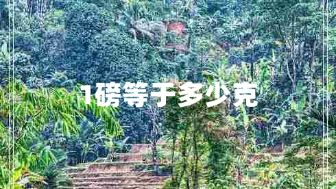 1磅等于多少克 1磅等于多少克