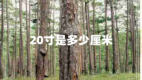 20寸是多少厘米 20寸是多少厘米