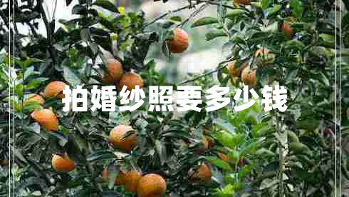 拍婚紗照要多少錢