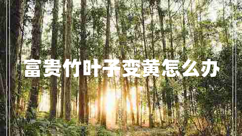 富貴竹葉子變黃怎么辦