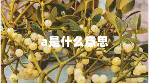 a是什么意思