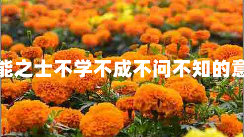 智能之士不學(xué)不成不問(wèn)不知的意思 智能之士不學(xué)不成不問(wèn)不知的意思