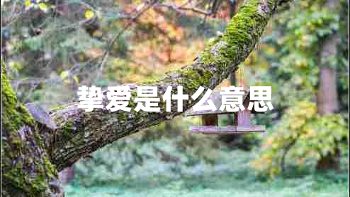 摯愛是什么意思 摯愛是什么意思