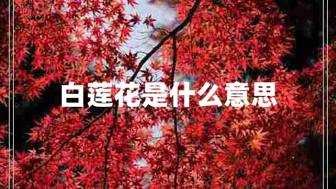 白蓮花是什么意思 白蓮花是什么意思