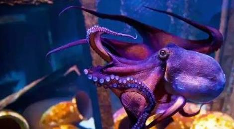 章魚的血液是什么顏色 章魚的血液是什么顏色