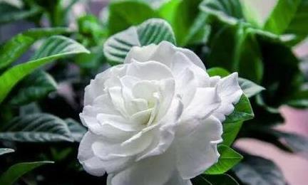 梔子花為啥不吉利 梔子花為啥不吉利