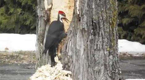 啄木鳥最怕什么動(dòng)物