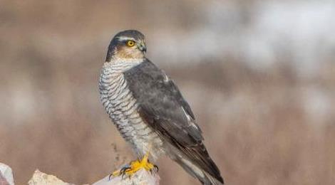 啄木鳥最怕什么動(dòng)物