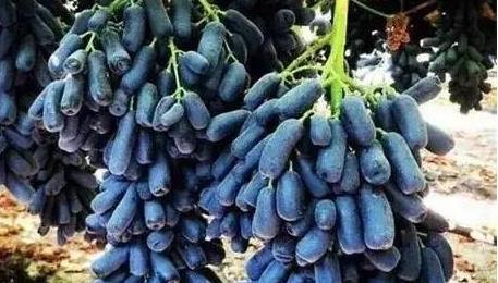 為什么藍色的水果很少