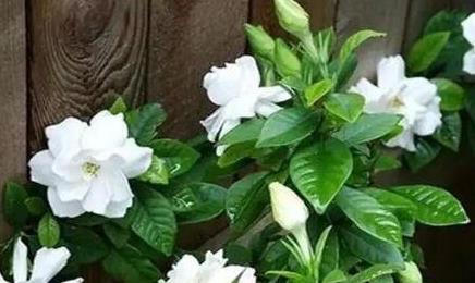 梔子花為啥不吉利 梔子花為啥不吉利