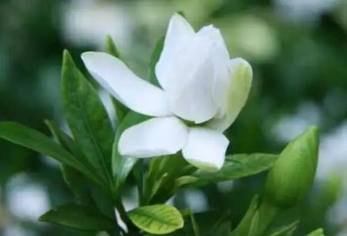 梔子花為啥不吉利