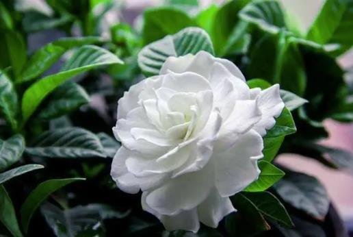 梔子花為啥不吉利