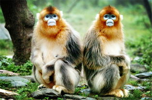 以動(dòng)物為主的典故