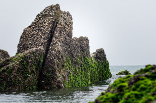 ?？菔癄€的典故