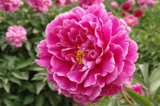 芍藥,典故,牡丹