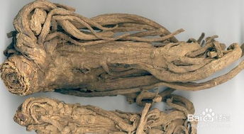 獨活當(dāng)歸典故