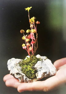 石上生花的典故