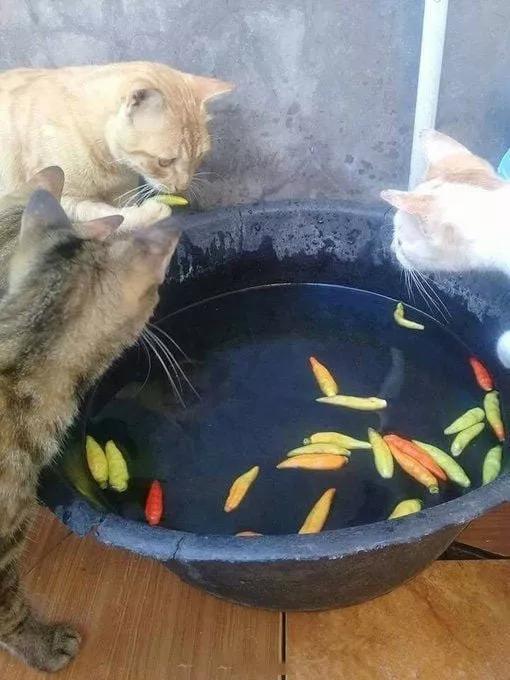 好奇心害死貓典故