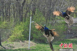 百鳥(niǎo),典故