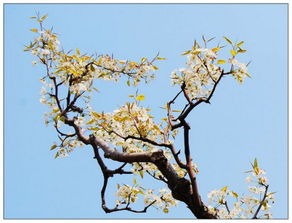 梨花壓海棠典故