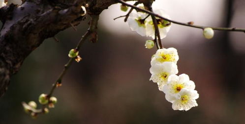 梅花詩(shī)典故