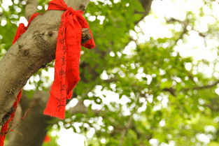 菩提本無樹典故來源,菩提本無樹典故,菩提本無樹明鏡亦非臺典故