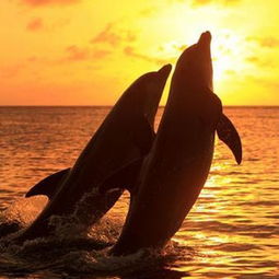 吹毛求疵典故簡短,吹毛求疵的典故,歷史的吹毛求疵的典故