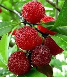 楊梅的典故?,有關(guān)楊梅的典故,關(guān)于楊梅的詩句典故