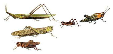 蝗蟲名字典故