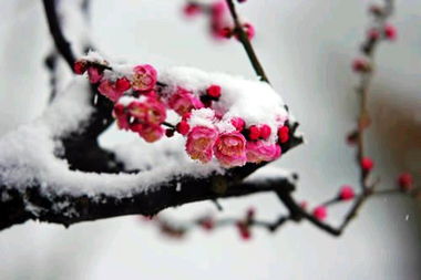 折盡梅花的典故