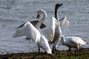 關(guān)于天鵝的典故,蛤蟆與天鵝的典故,金蟾和天鵝的典故