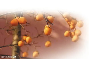 柿子典故故事,柿子的典故,有關(guān)柿子的典故