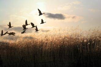 初中語文知識點總結(jié),初中語文答題技巧總結(jié),初中語文用典故的詩句