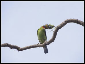 黃雀在后的典故
