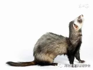 狗尾續(xù)貂典故