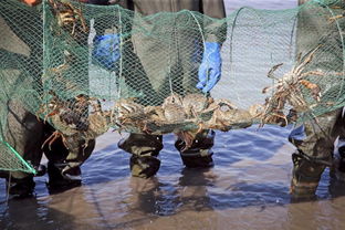 螃蟹的歷史典故