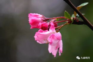 海棠春睡典故,海棠春睡典故的意思,海棠春睡圖的典故是什么