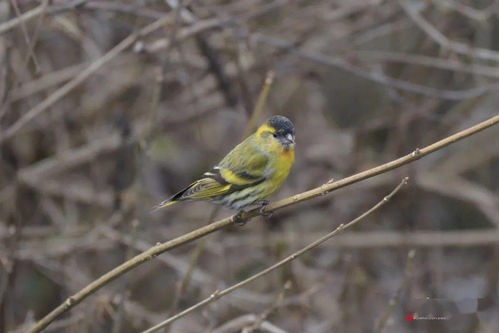 螳螂捕蟬黃雀在后的典故,螳螂捕蟬黃雀在后典故出處,螳螂捕蟬黃雀在后的典故是怎么來的